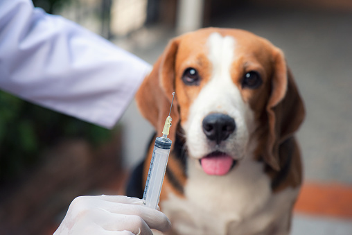 Očkování psů 1